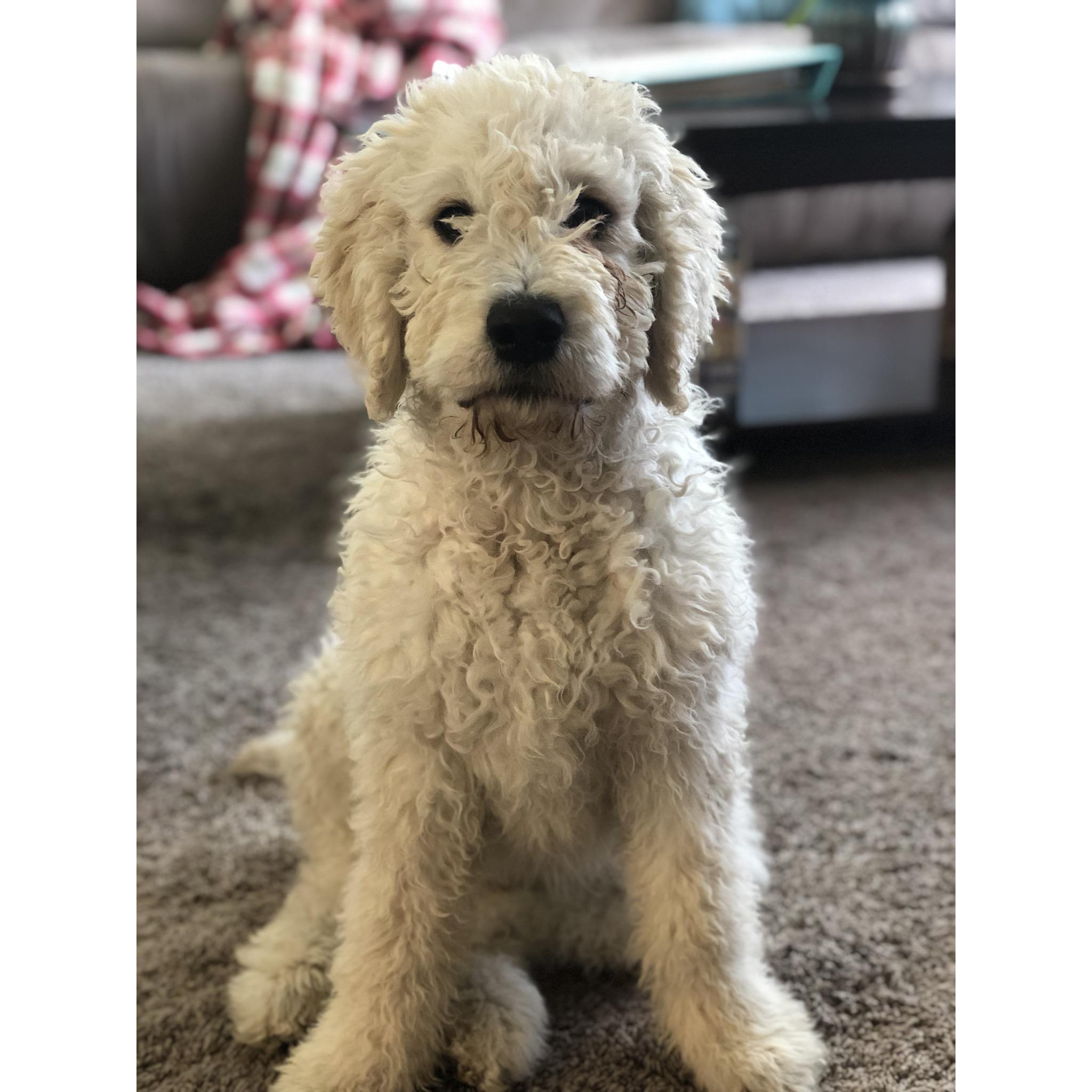 WE GOT A PUPPY! 2019 
Her name is Marley