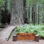 Founders Tree (rest stop)