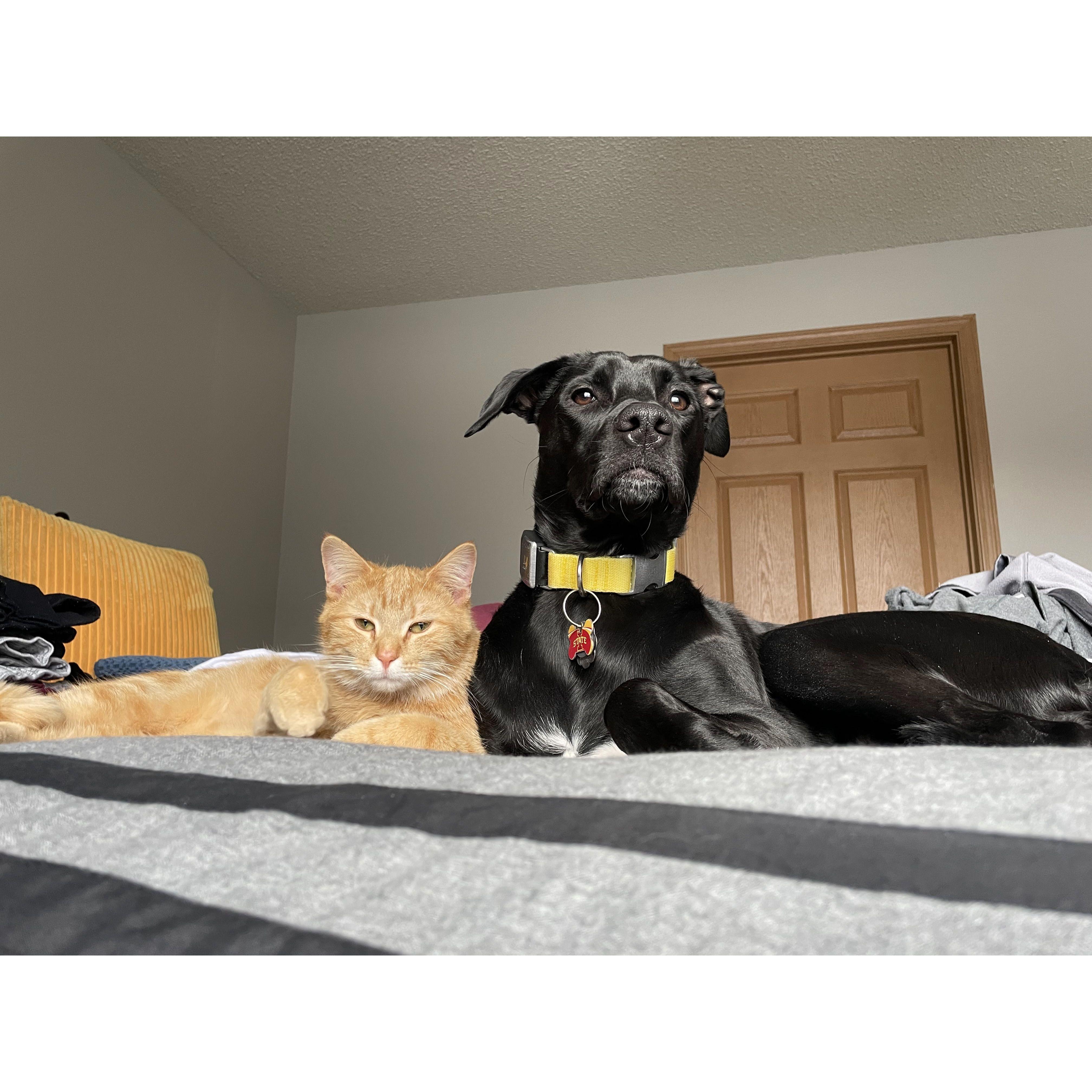 Can't forget about our fur babies: Ruby and Finneas