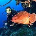 SCUBA Diving w/ Dive Provo