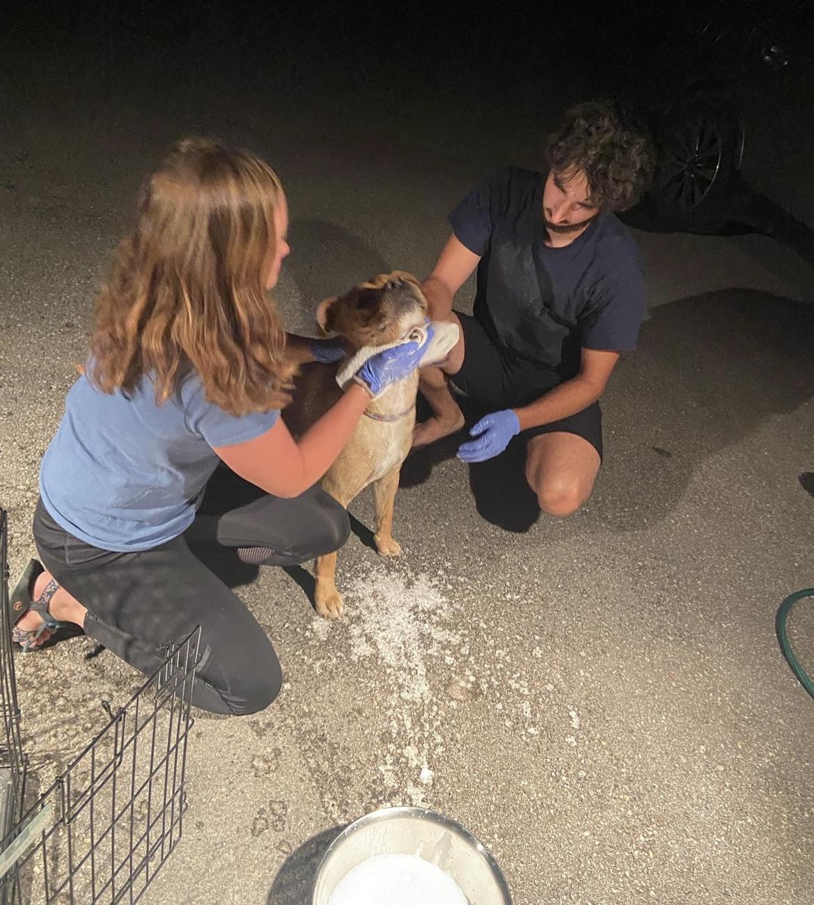 Our pup, Nash, his first time getting skunked and then bathed in baking soda