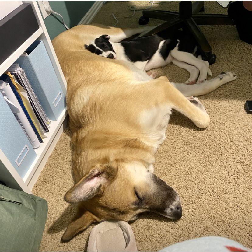 They became inseparable