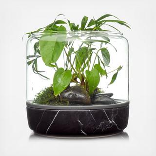 Sanctuary M Temperate Terrarium