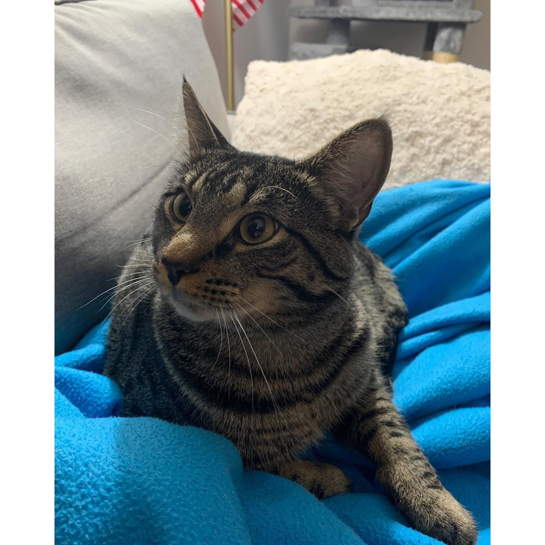 Blue aka Blue Bell Homemade Ice Cream