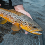 The Groom's Suggestion-Fly Fishing on the Truckee River