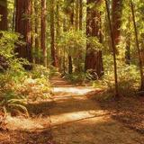 Hendy Woods State Park