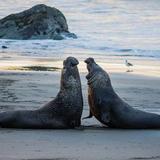 Elephant Seal Vista Point