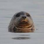 Hood Canal Adventures