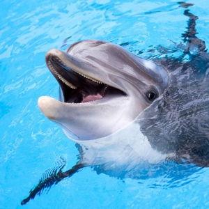 Swimming with Dolphins on our Honeymoon