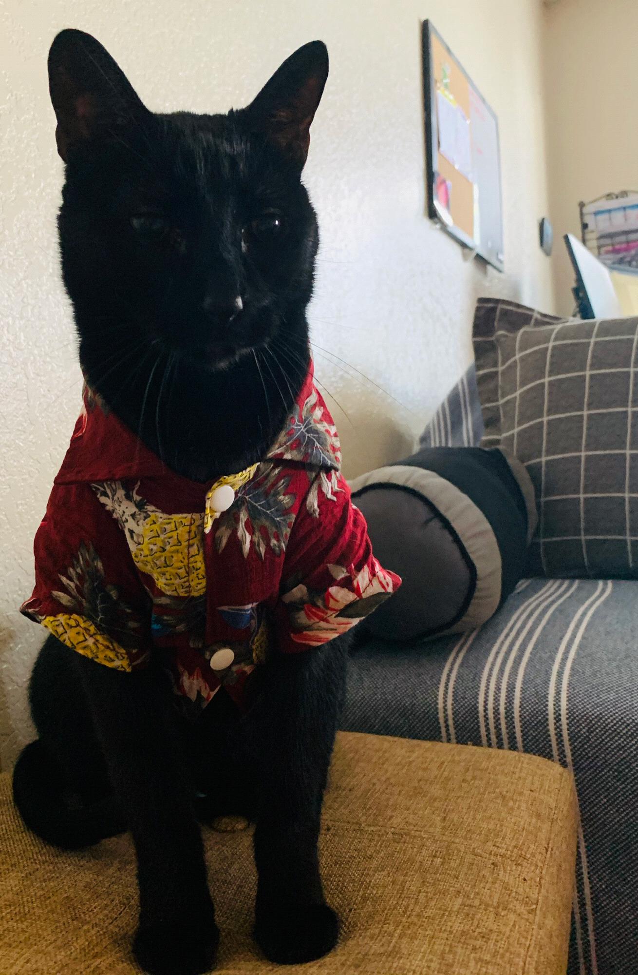 My cat, Q-Tip
