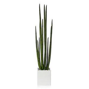 Snake Plant With Pot