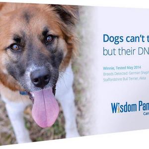 Wisdom Panel 3.0 Breed Identification Dog DNA Test Kit