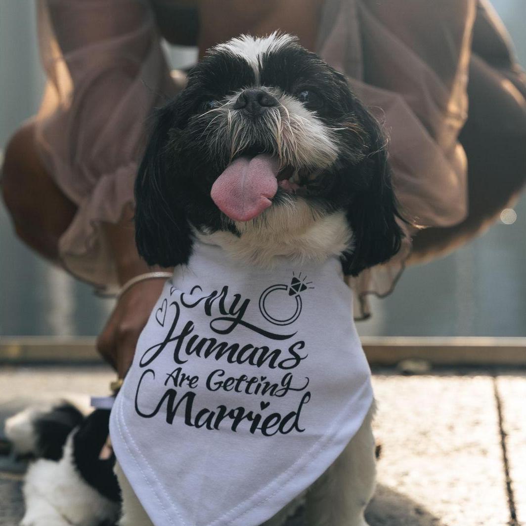 They're getting married, I'm getting a fence so it's a win-win !