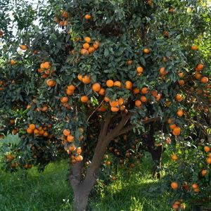 Clementine (1)