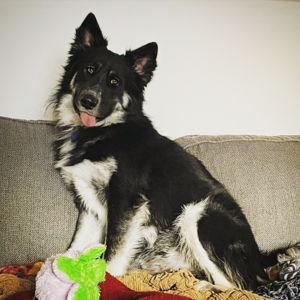 Heart of a Border Collie Rescue