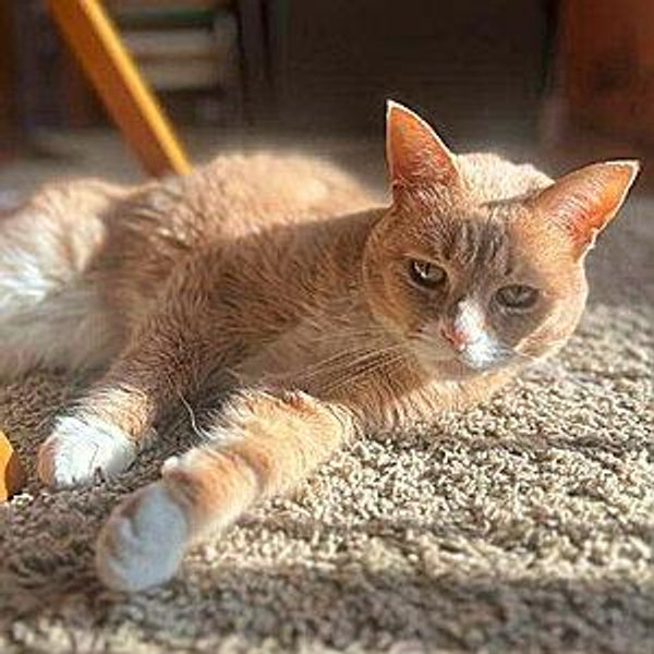 Nala’s Nine Lives Necessities