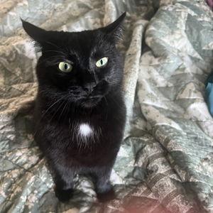 Year's Supply Of Pet Treats