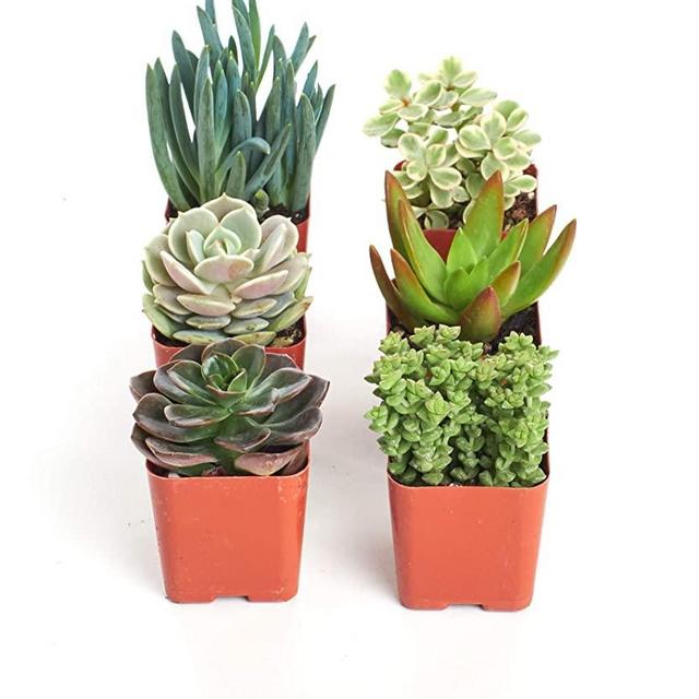 Shop Succulents | Unique Collection of Live Succulent Plants in 2" Grower Pots, Hand Selected Variety Pack of Mini Succulents | Collection of 6