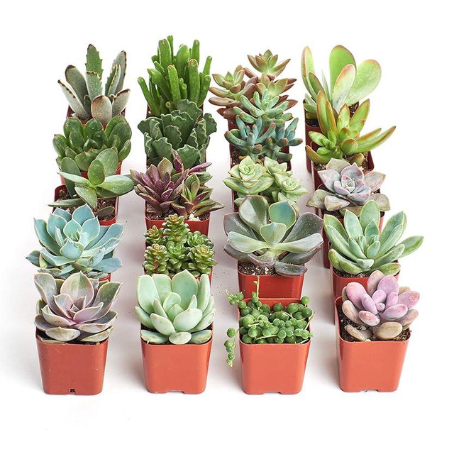 Shop Succulents Unique Succulent Plant Pack Collection - Live Mini Succulent Plants, Low Maintenance, Exceptional Colors & Textures - Wedding and Party Favors, Gift & Garden, Pack of 20