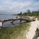 Carolina Beach State Park