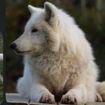 White Wolf Sanctuary