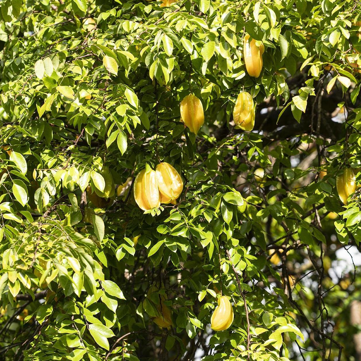 Starfruit Tree