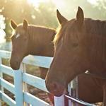 Kentucky Horse Park