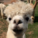 A Goode View Alpaca Farm