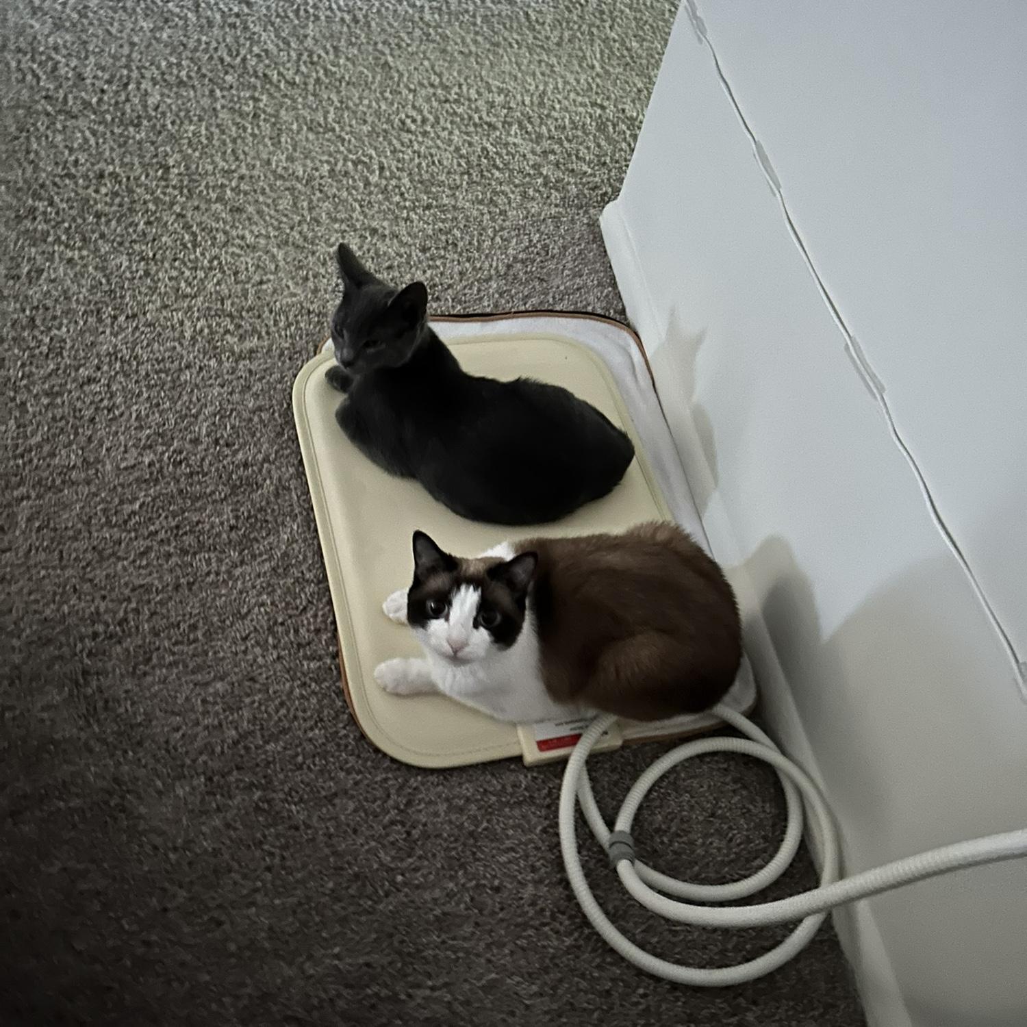 Maya and Yami used to be able to fit on one heating pad, now Yami takes over the entire thing because heโs so big :((