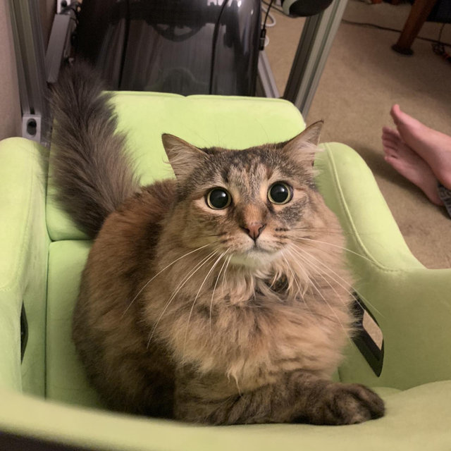 Kitty toy and treat fund