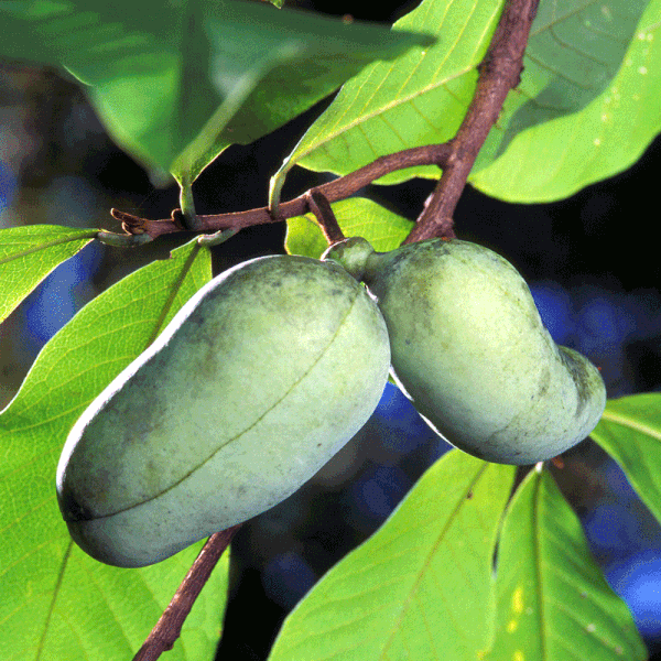 Paw Paw Tree
