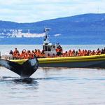 Whale Watching Cruise