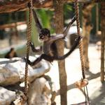 Akumal Monkey Sanctuary