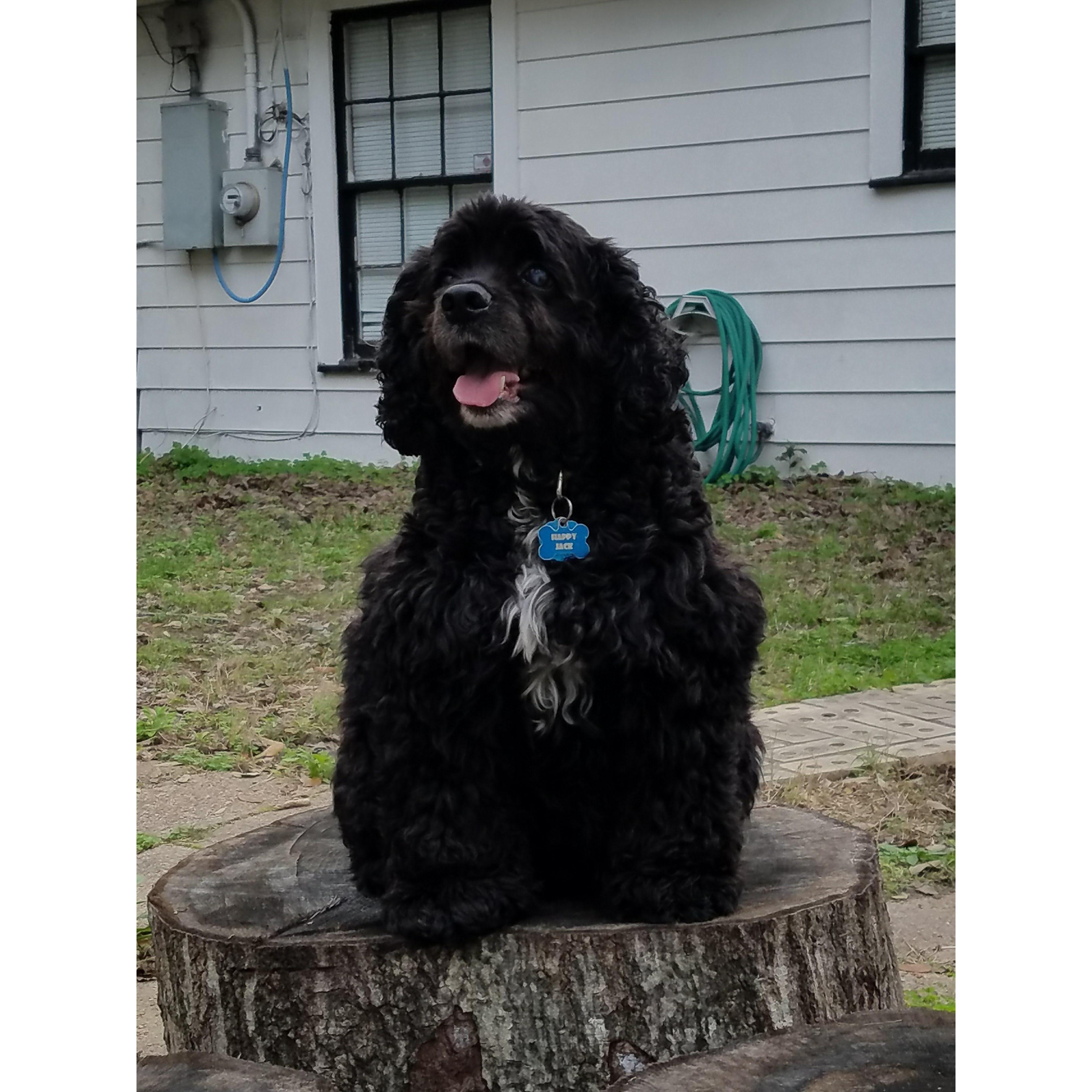 Our Happy Jack
