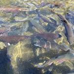 Erwin National Fish Hatchery