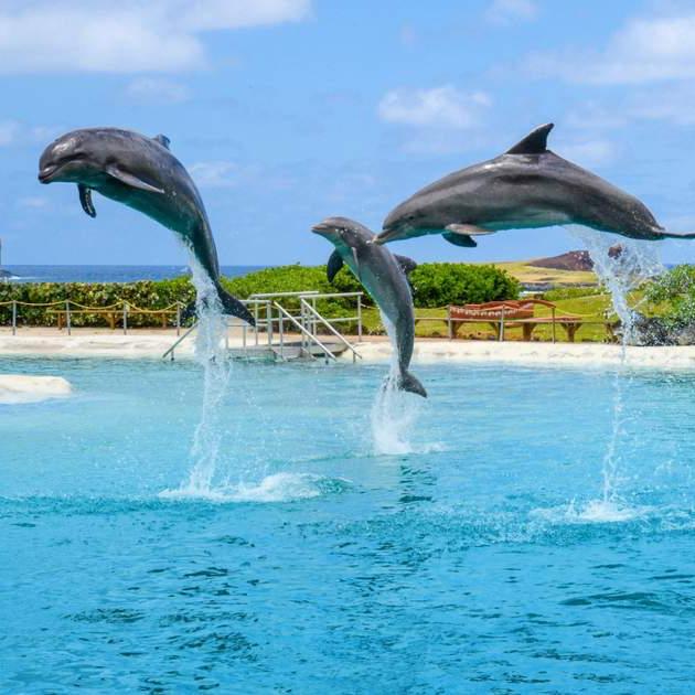 Swimming With Dolphins 🐬