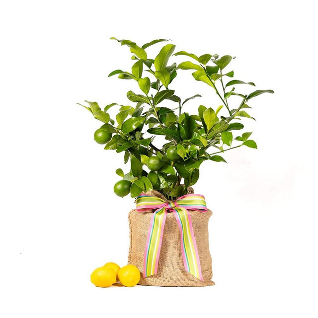 Happy Birthday Meyer Lemon Gift Tree by The Magnolia Company - Get Fruit, Dwarf Fruit Tree with Juicy Sweet Lemons, NO Ship to TX, LA, AZ, AL and CA