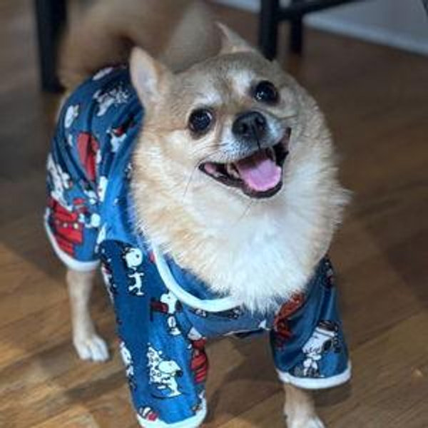 Year's Supply Of Pet Treats