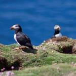 Rathlin Island