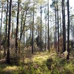 Morningside Nature Center