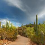 Desert Botanical Garden