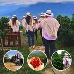 Coffee Tour Experience