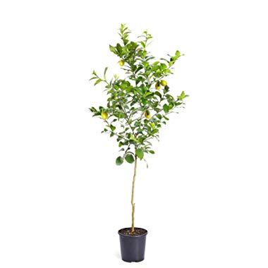 Brighter Blooms - Meyer Lemon Tree - Indoor or Outdoor Potted Fruit Plant, 4-5 Feet - No Shipping to FL, CA, TX, LA or AZ