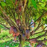 Lavaloha Chocolate - Farm Tours