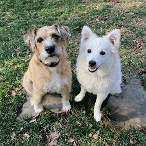 Our Pet Watch Fund