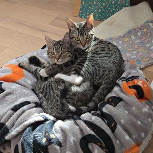 Cookie & Cream's spoil fund