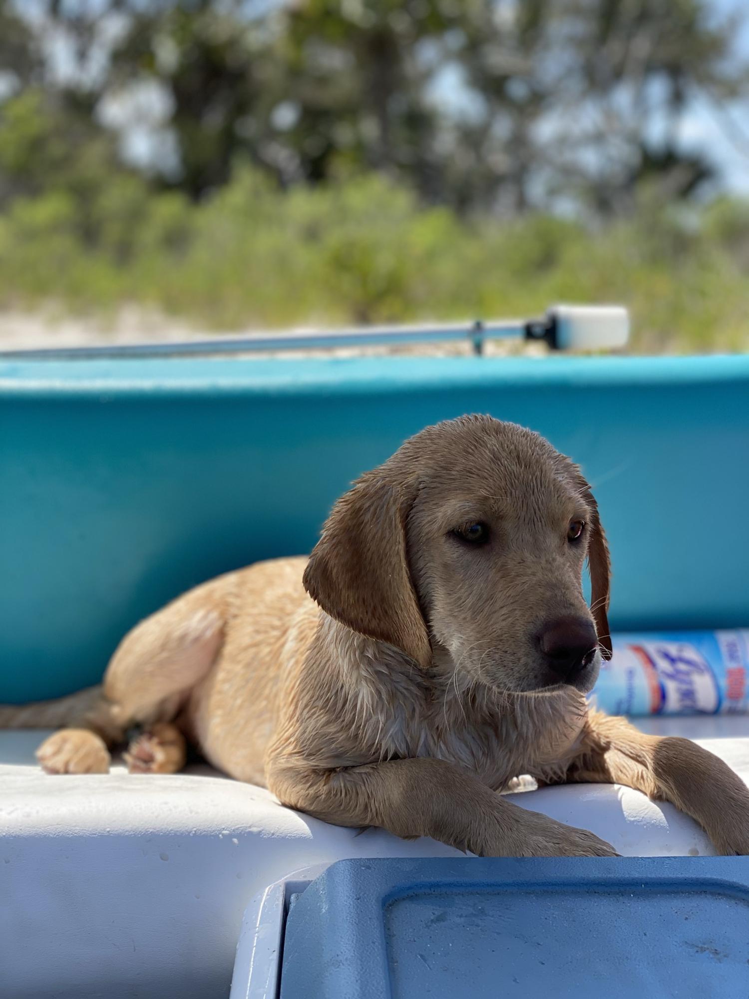 Millie - Spring 2020. Palm Coast, FL.