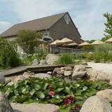 Sarah's Vineyard