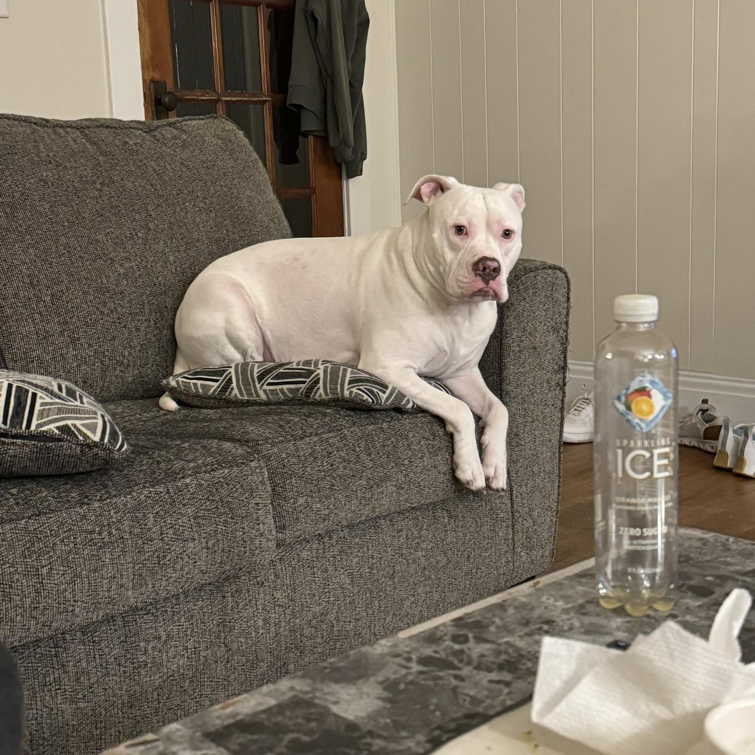 This is our deaf dog, Buddy. We also call him Jon.