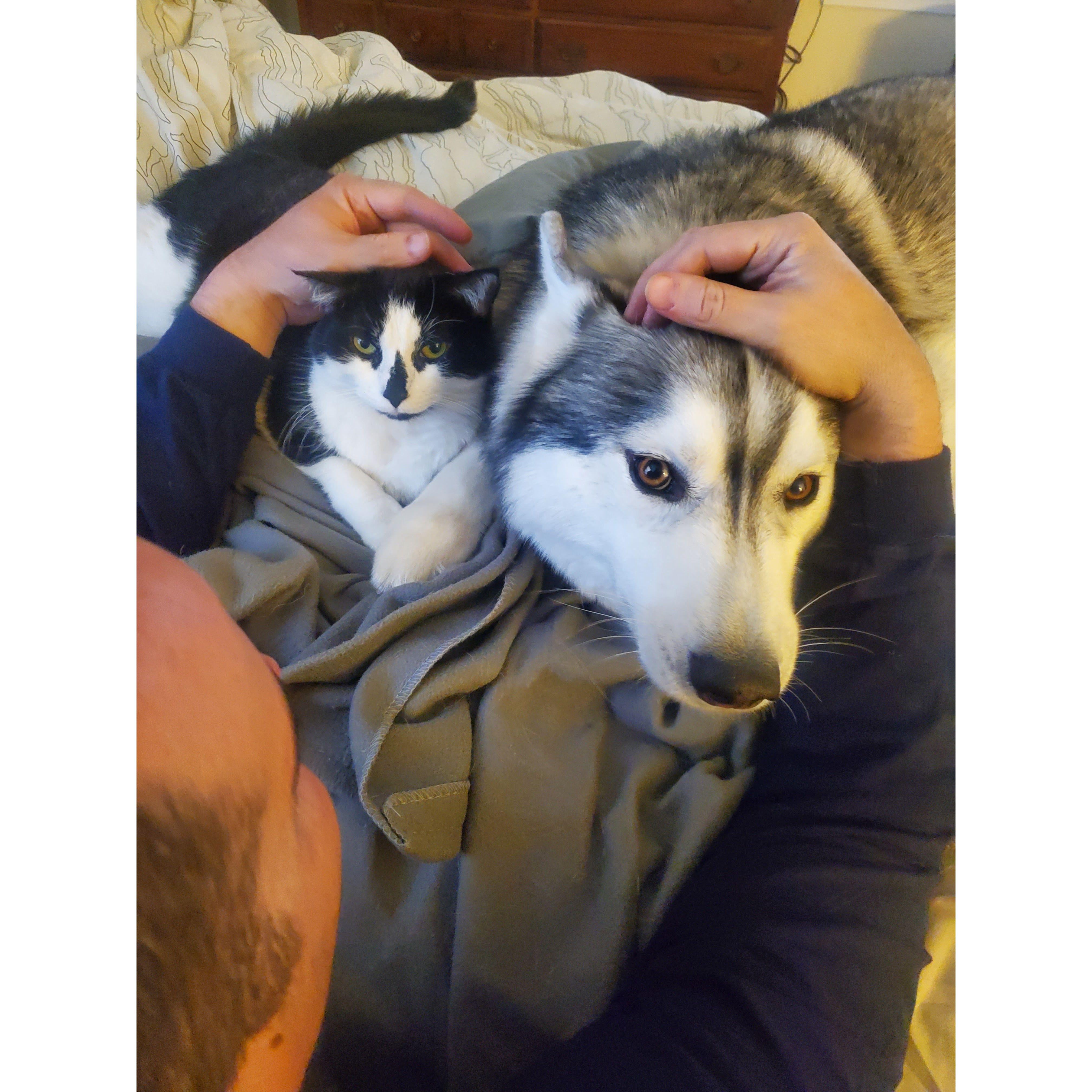 Our lovable pets, Fiesty & Draco